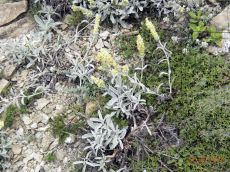 Sideritis-taurica_ценопопуляция